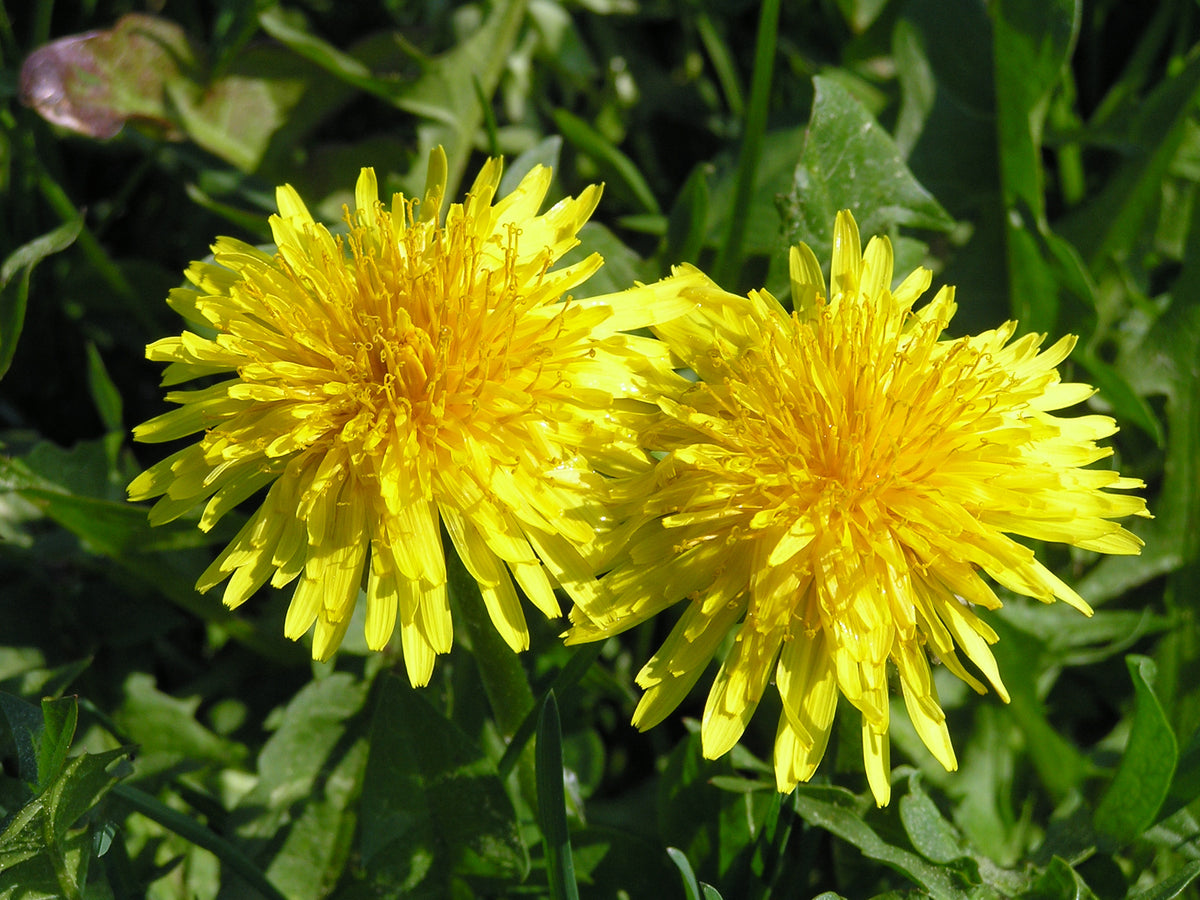 The Ultimate Guide to Growing Dandelion from Seed O'Neill Seeds