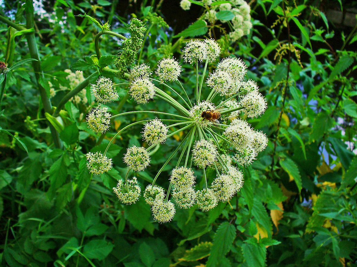 planting angelica seeds 50 Angelica Seeds - Angelica archangelica