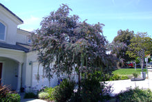 Load image into Gallery viewer, 15 Acacia Baileyana var purpurea Seeds - Cootamundra Tree