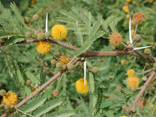 Load image into Gallery viewer, 35 Acacia Farnesiana Mimosa ~ Sweet Acacia ~ Mealy Wattle ~ Needle Bush
