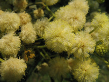 Load image into Gallery viewer, 100 Acacia mearnsii Seeds ~ Black Wattle Seeds