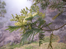 Load image into Gallery viewer, 100 Acacia mearnsii Seeds ~ Black Wattle Seeds