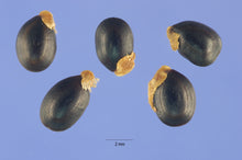 Load image into Gallery viewer, 100 Acacia mearnsii Seeds ~ Black Wattle Seeds