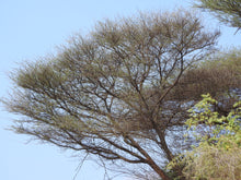 Load image into Gallery viewer, 15 Gum Arabic Tree Seeds - Acacia arabica, Vachellia nilotica, Acacia nilotica