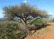 Load image into Gallery viewer, 15 Gum Arabic Tree Seeds - Acacia arabica, Vachellia nilotica, Acacia nilotica