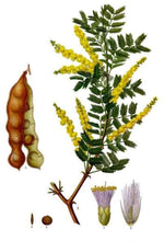 Load image into Gallery viewer, 5 Acacia senegal Seeds ~ Gum Arabic Seeds ~ Senegalia senegal