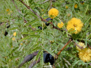 35 Acacia Farnesiana Mimosa ~ Sweet Acacia ~ Mealy Wattle ~ Needle Bush