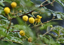 Load image into Gallery viewer, 15 Gum Arabic Tree Seeds - Acacia arabica, Vachellia nilotica, Acacia nilotica