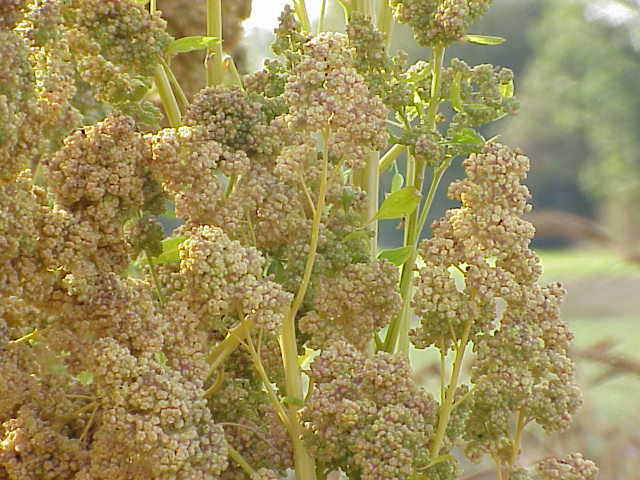 quinoa seeds plant 150 Brilliant Rainbow Quinoa Seeds - Chenopodium quinoa