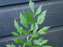 Load image into Gallery viewer, 500 Lovage Seeds - Levisticum officinale