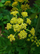 Load image into Gallery viewer, 500 Lovage Seeds - Levisticum officinale
