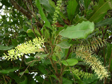 Load image into Gallery viewer, 5 Macadamia Nut Seeds - Macadamia integrifolia - Non-GMO Hardy Nut Tree