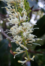 Load image into Gallery viewer, 5 Macadamia Nut Seeds - Macadamia integrifolia - Non-GMO Hardy Nut Tree