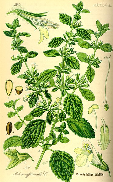melissa plant seeds 500 Lemon Balm Seeds - Melissa officinalis Seeds - Medicinal Herb