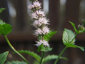 1000 Spearmint Seeds - Mentha spicata - Non-GMO Medicinal Herb and Tea
