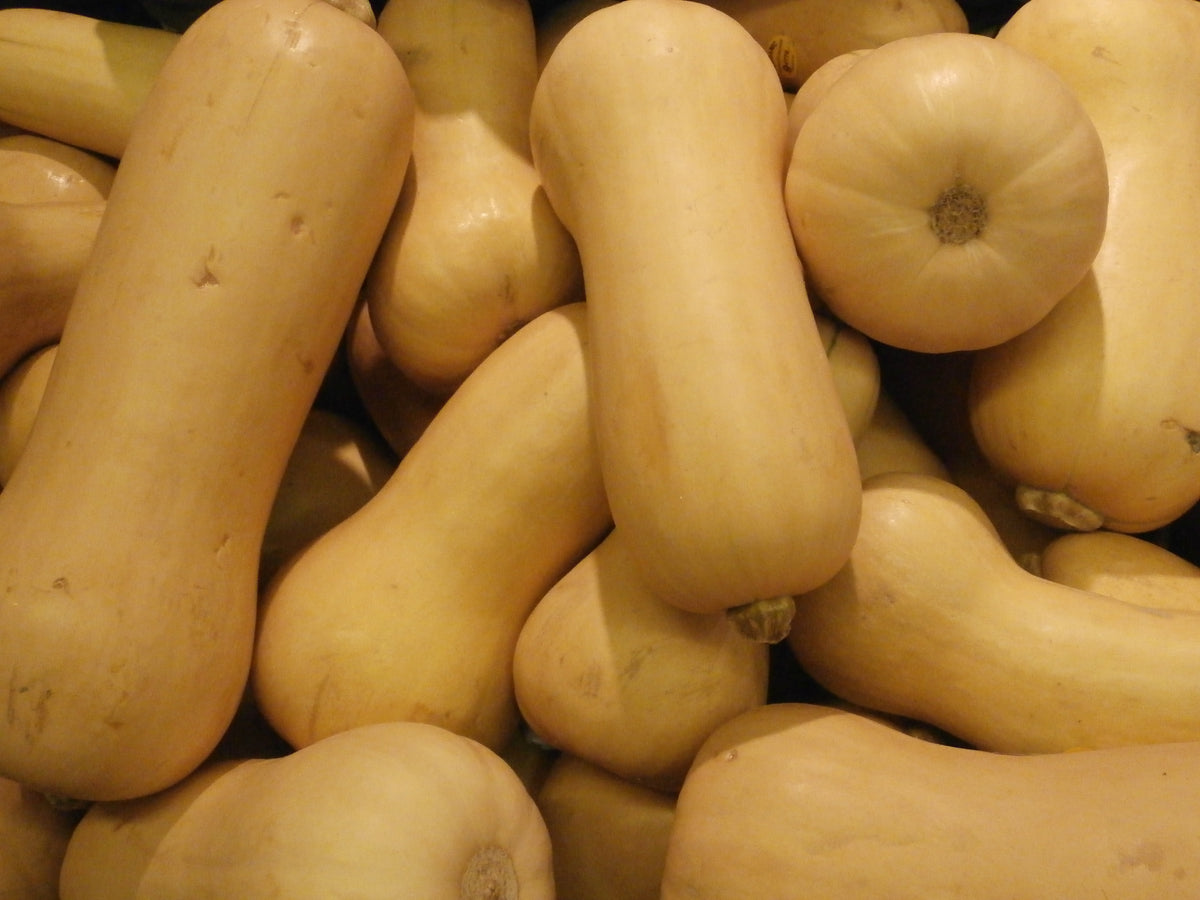 100 Waltham Butternut Winter Squash NonGMO Heirloom Butternut