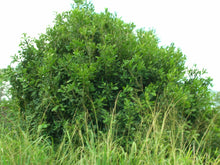 Load image into Gallery viewer, 5 Macadamia Nut Seeds - Macadamia integrifolia - Non-GMO Hardy Nut Tree