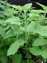 Load image into Gallery viewer, 1000 Catnip Seeds - Nepeta cataria Seeds