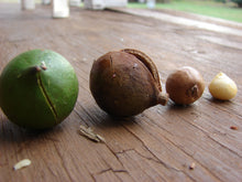 Load image into Gallery viewer, 5 Macadamia Nut Seeds - Macadamia integrifolia - Non-GMO Hardy Nut Tree