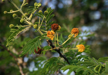 Load image into Gallery viewer, 15 Gum Arabic Tree Seeds - Acacia arabica, Vachellia nilotica, Acacia nilotica