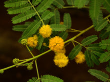Load image into Gallery viewer, 15 Gum Arabic Tree Seeds - Acacia arabica, Vachellia nilotica, Acacia nilotica