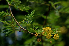 Load image into Gallery viewer, 15 Gum Arabic Tree Seeds - Acacia arabica, Vachellia nilotica, Acacia nilotica
