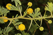 Load image into Gallery viewer, 15 Gum Arabic Tree Seeds - Acacia arabica, Vachellia nilotica, Acacia nilotica