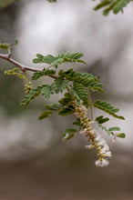 Load image into Gallery viewer, 5 Acacia senegal Seeds ~ Gum Arabic Seeds ~ Senegalia senegal