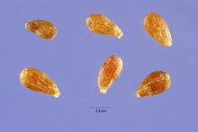 Load image into Gallery viewer, 500 Artemisia Absinthium Seeds - Wormwood | O'Neill Seeds
