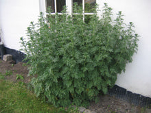 Load image into Gallery viewer, 500 Artemisia Absinthium Seeds - Wormwood | O'Neill Seeds