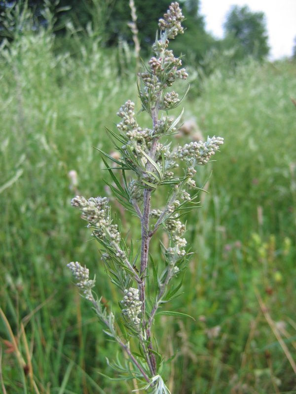 planting mugwort seeds 1000 Artemisia Vulgaris Seeds - Mugwort / Common Wormwood