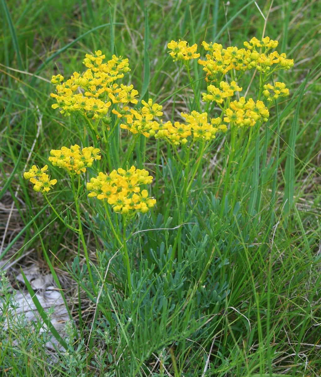 garden rue seeds 200 Ruta Graveolens Seeds - Rue Seeds