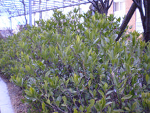 Load image into Gallery viewer, Gardenia jasminoides Seeds - Cape Jasmine - Common Gardenia