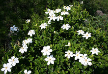 Load image into Gallery viewer, Gardenia jasminoides Seeds - Cape Jasmine - Common Gardenia
