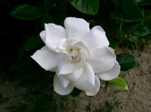 Load image into Gallery viewer, Gardenia jasminoides Seeds - Cape Jasmine - Common Gardenia