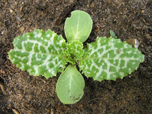 Load image into Gallery viewer, 75 Milk Thistle Seeds - Organic - Silybum marianum