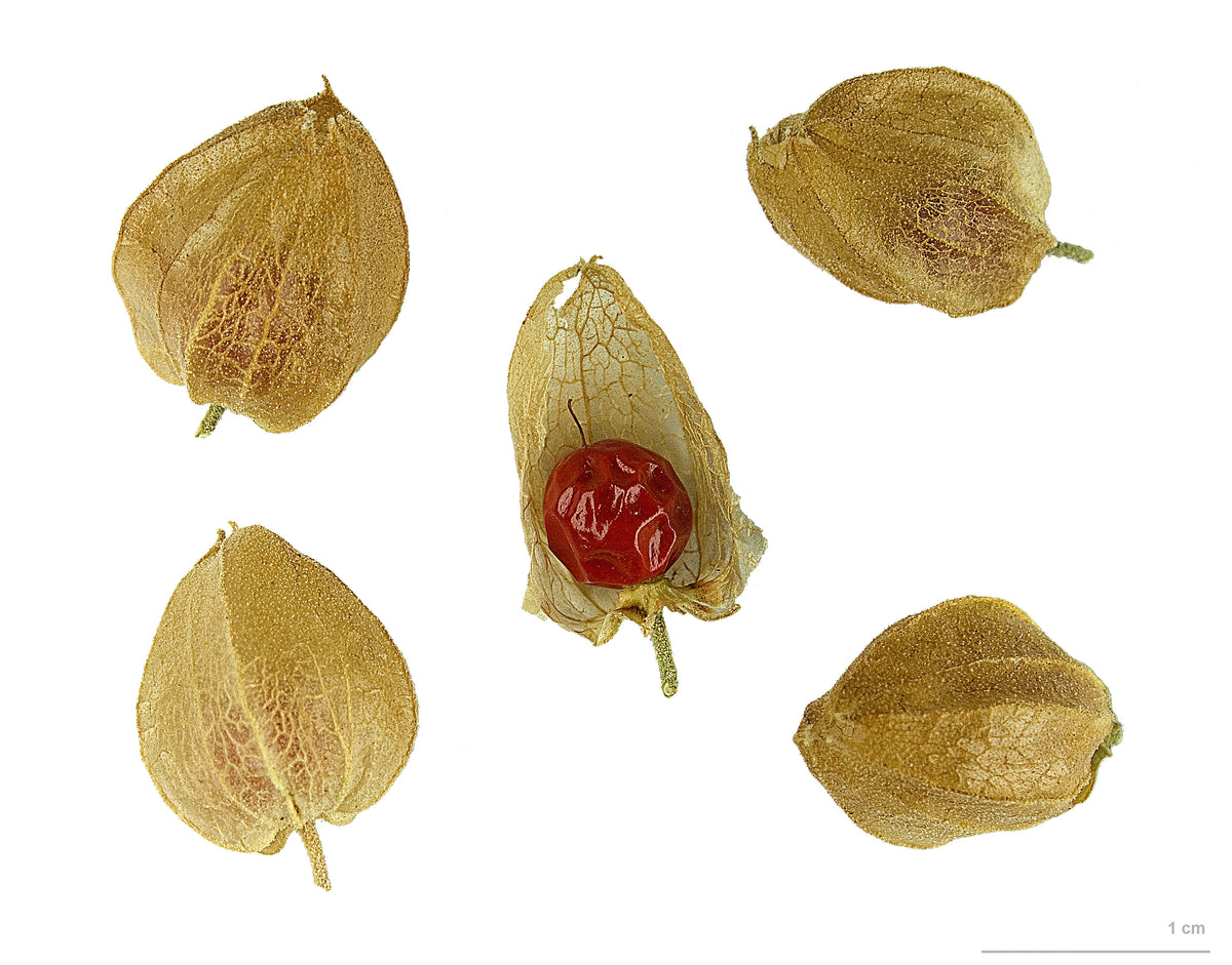 ashwagandha plant seeds online 150 Ashwagandha Seeds - Organic - Withania somnifera