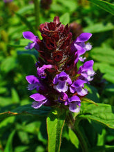 Load image into Gallery viewer, 1000 Allheal Seeds - Prunella vulgaris