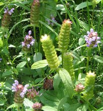 Load image into Gallery viewer, 1000 Allheal Seeds - Prunella vulgaris