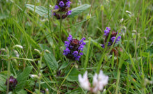 Load image into Gallery viewer, 1000 Allheal Seeds - Prunella vulgaris
