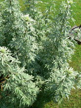 Load image into Gallery viewer, 500 Artemisia Absinthium Seeds - Wormwood | O'Neill Seeds