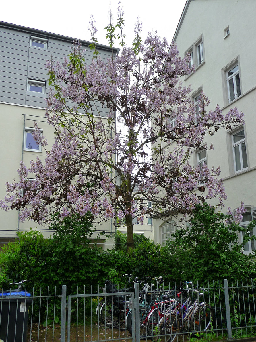 foxglove tree bonsai 400 Empress Tree Seeds - Paulownia tomentosa seeds - Bonsai Tree