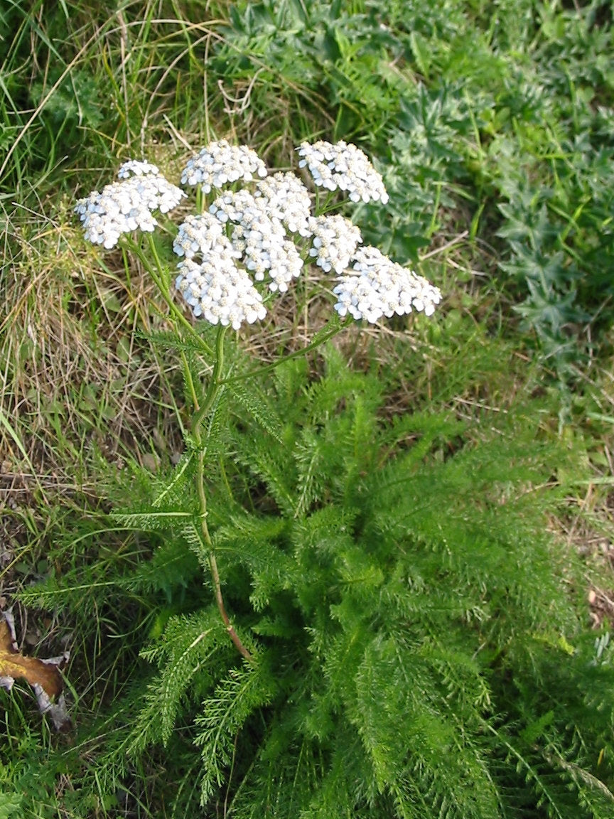 yarrow plant seeds White Yarrow Seeds