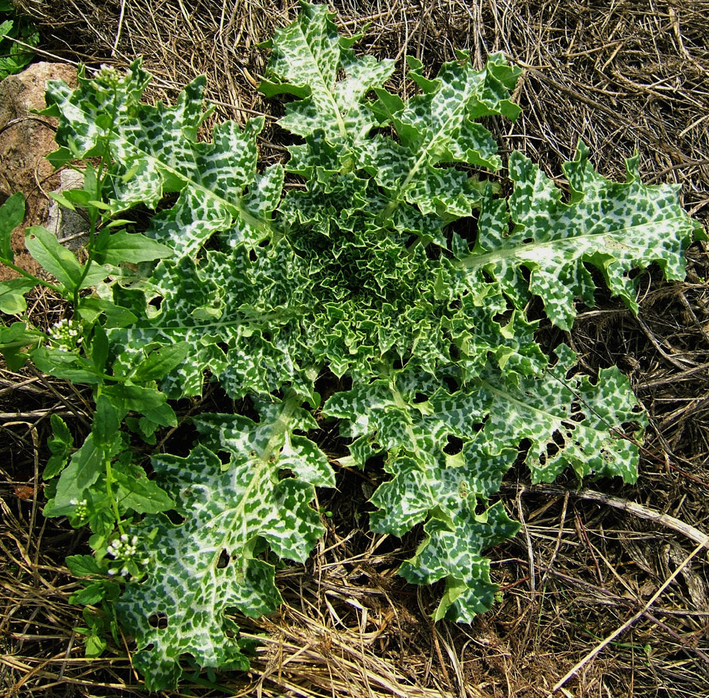 75 Milk Thistle Seeds - Organic - Silybum marianum