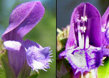 Load image into Gallery viewer, 1000 Allheal Seeds - Prunella vulgaris