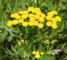 Load image into Gallery viewer, 1000 Tansy Seeds - Tanacetum vulgare - Perennial Flower Seeds