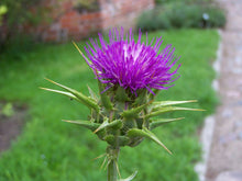 Load image into Gallery viewer, 75 Milk Thistle Seeds - Organic - Silybum marianum