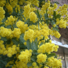 Load image into Gallery viewer, Acacia Baileyana Seeds - Golden Mimosa - Yellow Wattle Tree