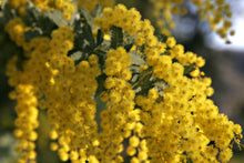 Load image into Gallery viewer, Acacia Baileyana Seeds - Golden Mimosa - Yellow Wattle Tree