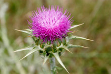Load image into Gallery viewer, 75 Milk Thistle Seeds - Organic - Silybum marianum